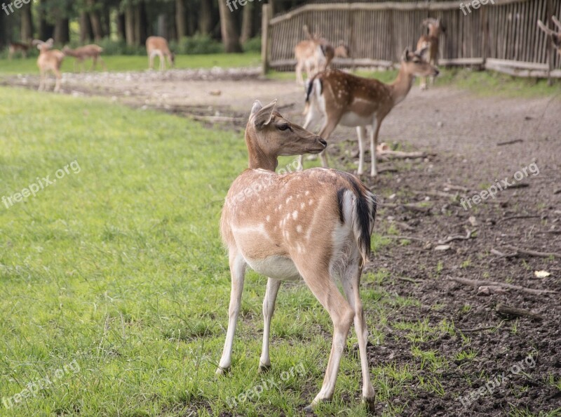 Deer Nature Forest Mammal Cute