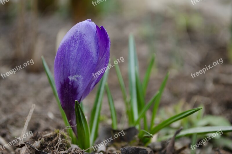 Crocus Flower Spring Primula Purple