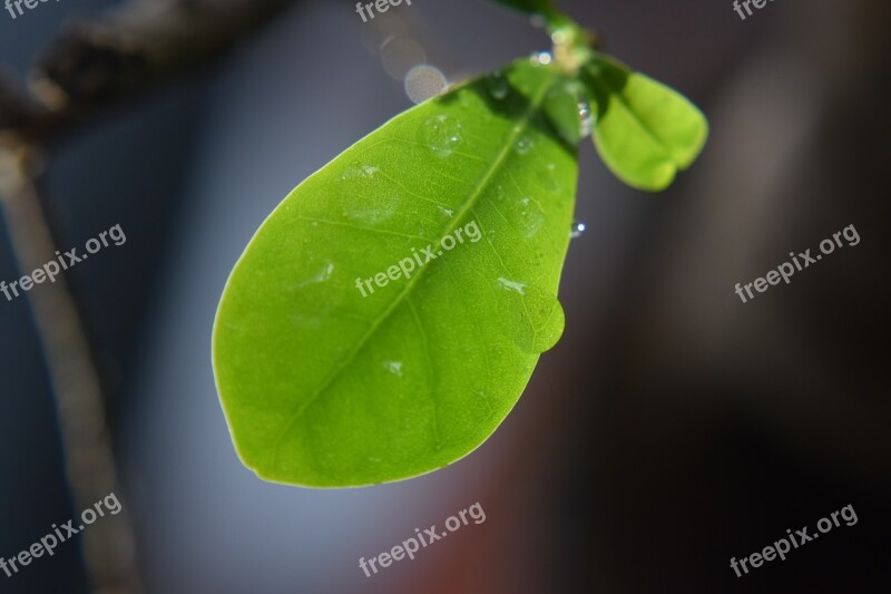 Leaf Rain Drops Nature Water Leaves