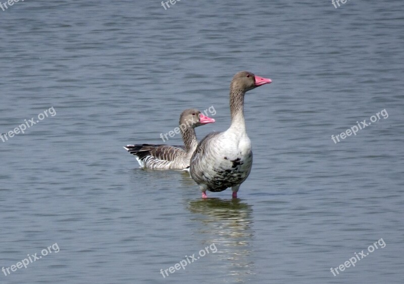 Bird Goose Greylag Goose Migratory Ornithology