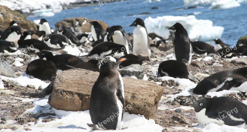 Antarctica Penguins Penguin Animal World Polar