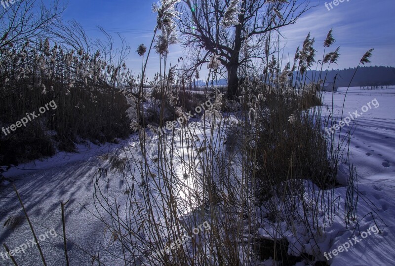 Ice Frost Tree Pasture Sun