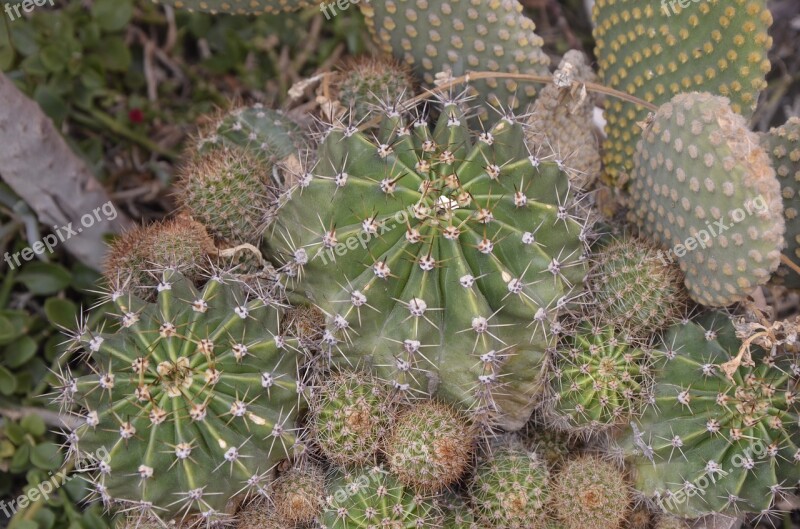 Cactus Desert Nature Plant Garden