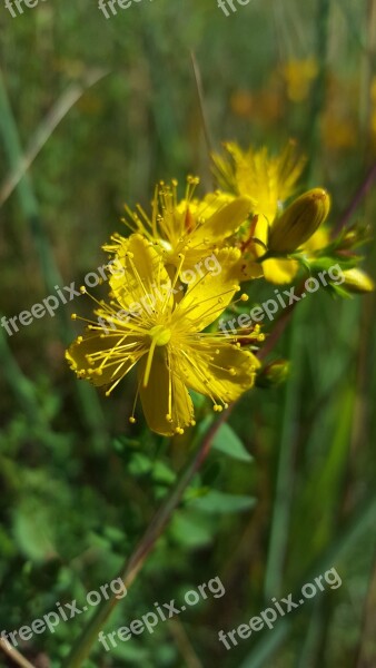 St John's Wort Hypercium Wild Plant Flower Plant