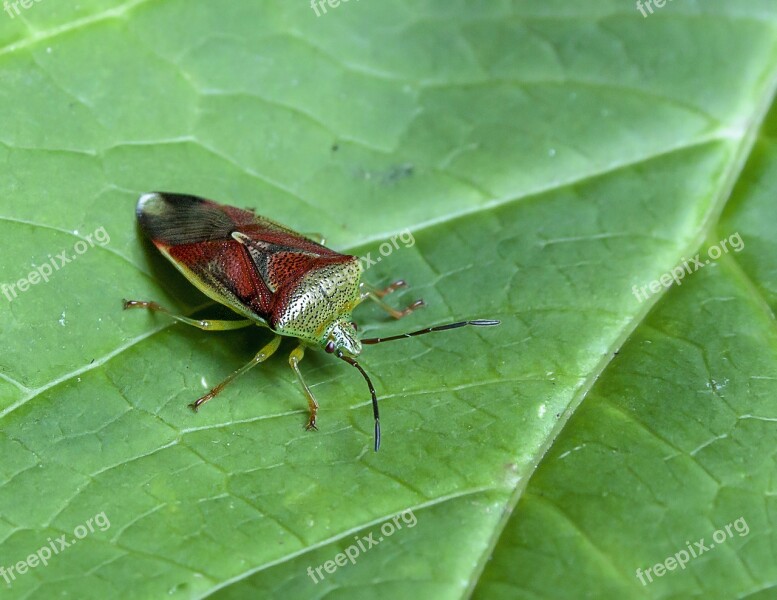 Shield Bug Leaf Nature Insect Bug