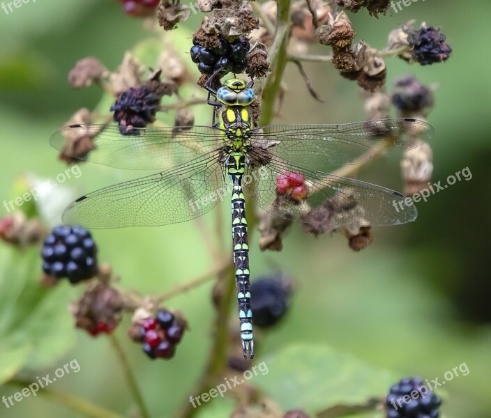 Dragonfly Wings Insect Wing Nature