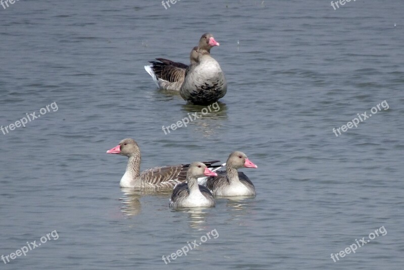 Bird Goose Greylag Goose Migratory Ornithology