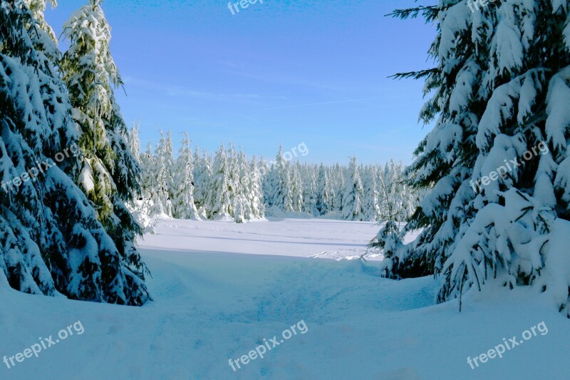 Winter Forest Cold Snow Wintry Forest