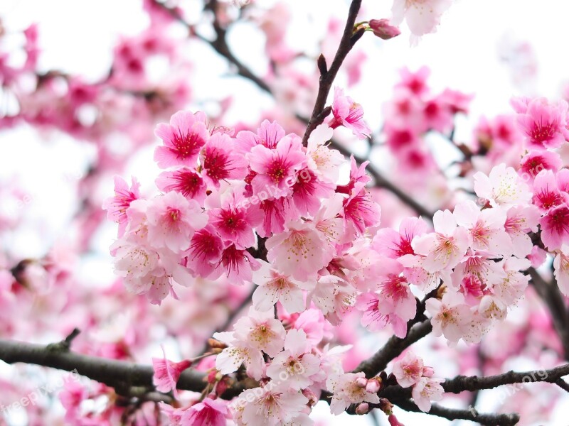 Flower Plant Cherry Blossom Yoshino Cherry Free Photos