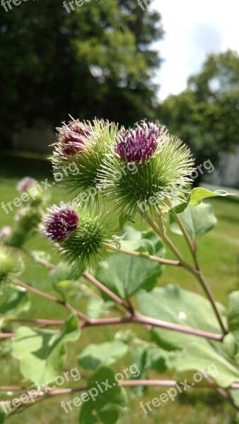 Flower Nature Pink Green Blossom