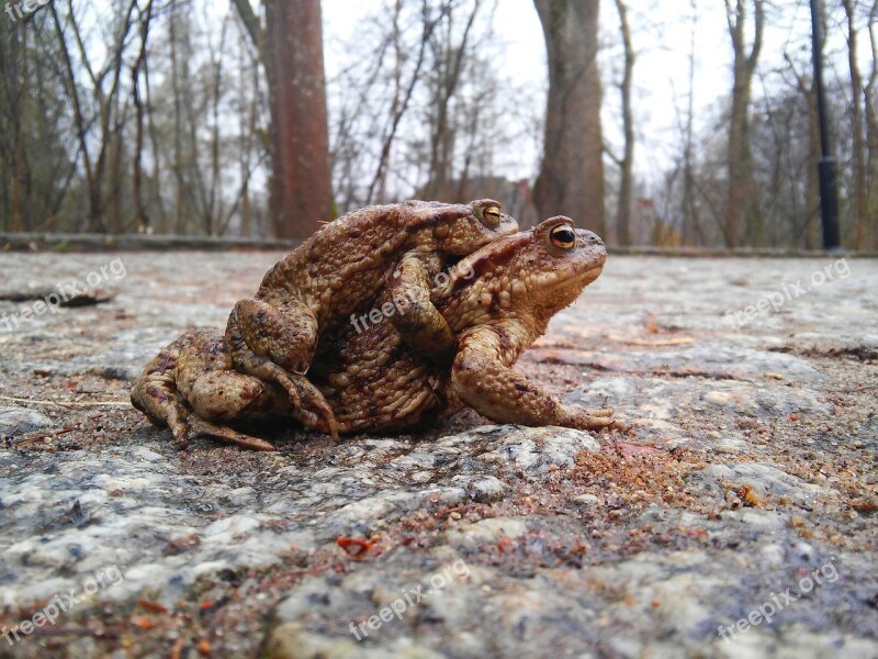 Ampleksus Amphibians A Toad The Frog Nature