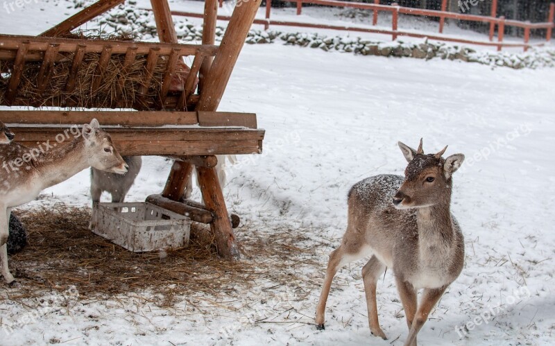 Sarna Hart Animal Winter Snow