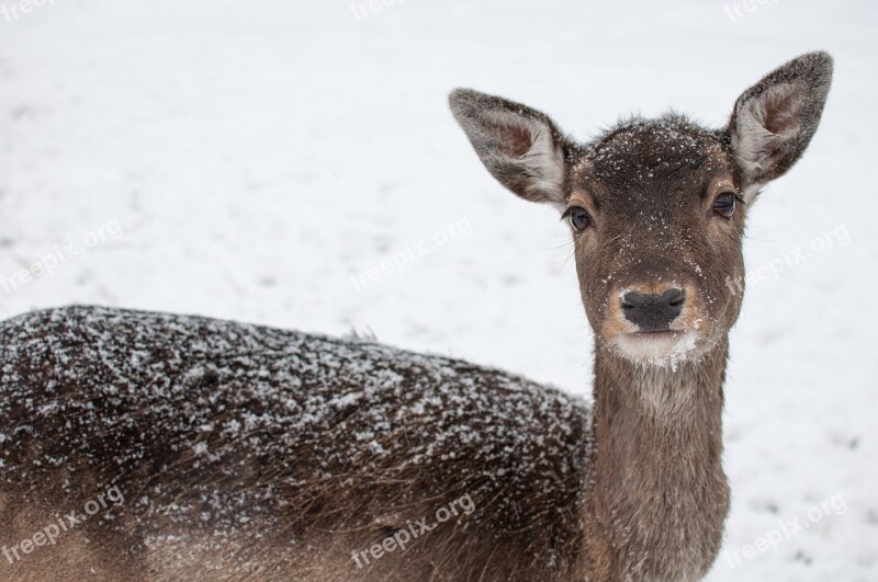 Sarna Animal Mammal Winter Wild