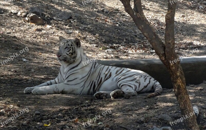 Tiger White Tiger Cat Animal Wildlife