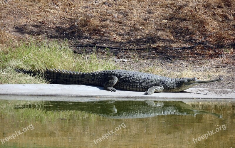 Gharial Gavialis Gangeticus Gavial Fish-eating Crocodile