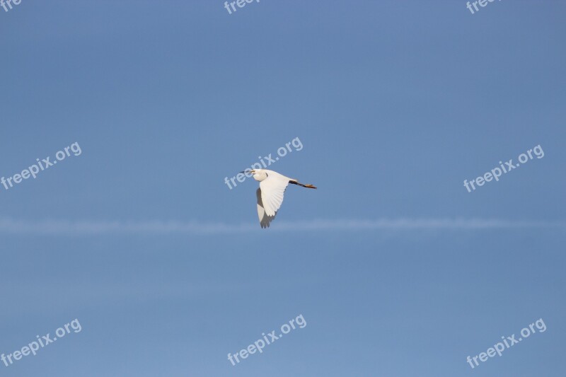 Bird Flight Little Egret Sky Wild