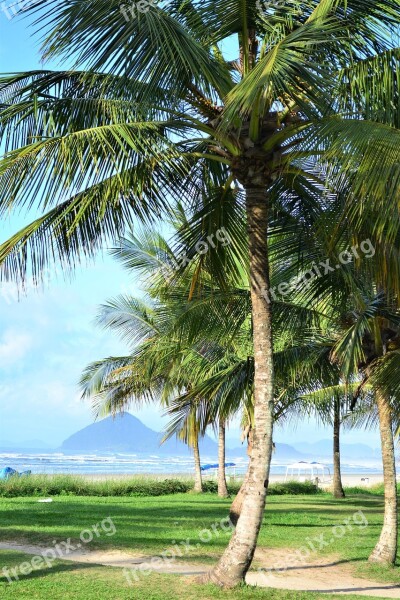 Coconut Tree Beach Sand Palm Tree Green