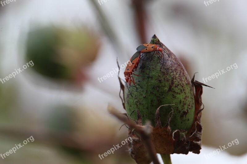 Cotton Jungle Beetle Cotton Garden Free Photos