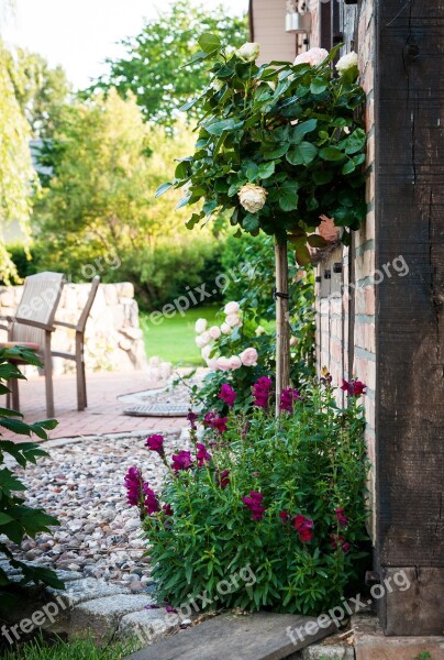 Garden Roses Rosebush Floor Flower