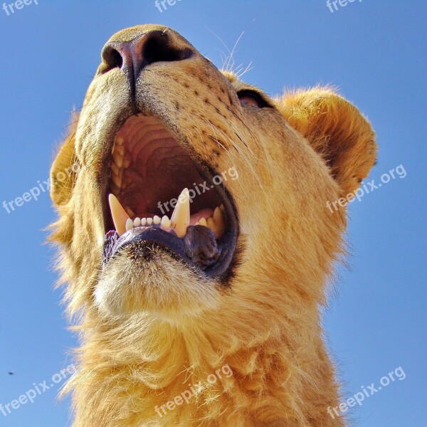 White Lion Portrait Lion Cat Animal