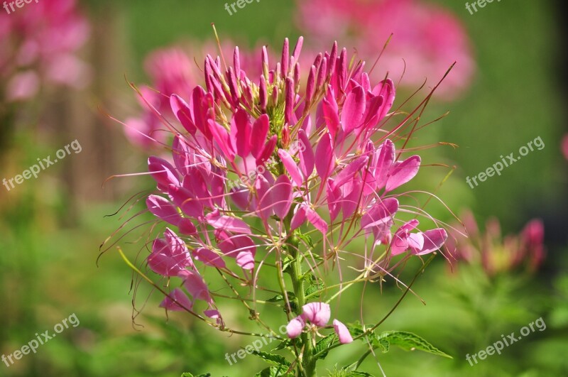 Flower Flowering Plant Plant Beauty In Nature Fragility