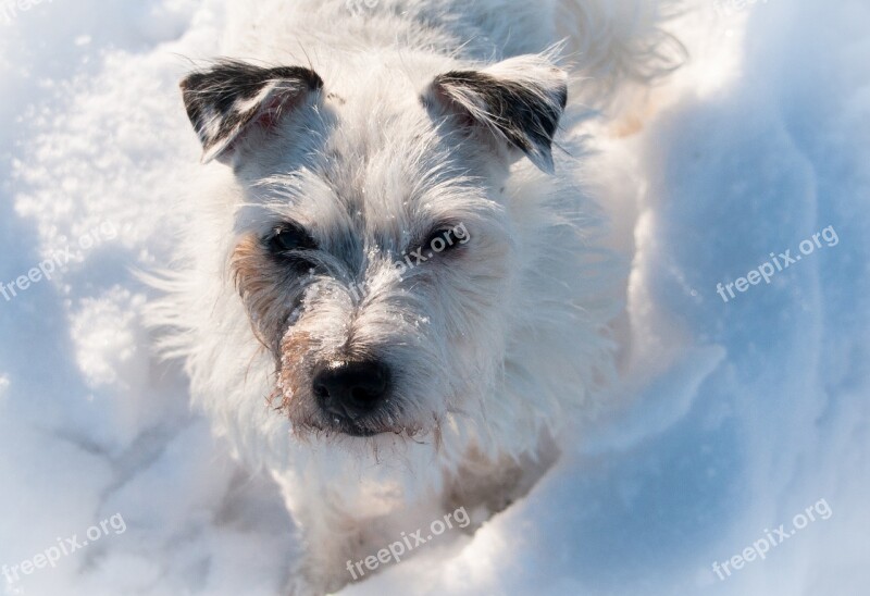 Terrier Dog Snow White Winter