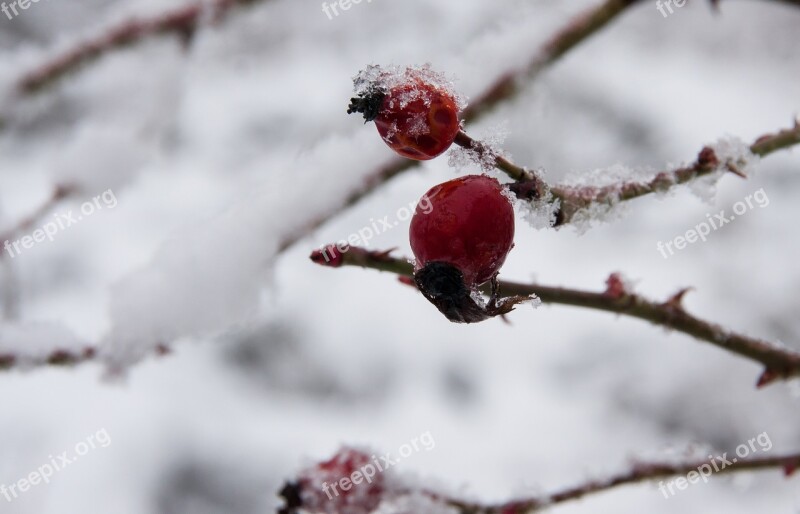 Winter Snow Nature Cold Wintry