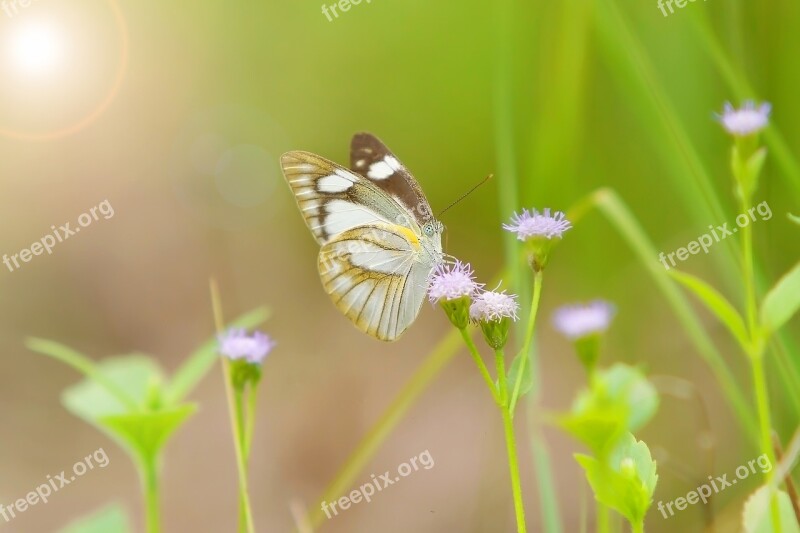 Butterfly Wild Life Green Sun Nature