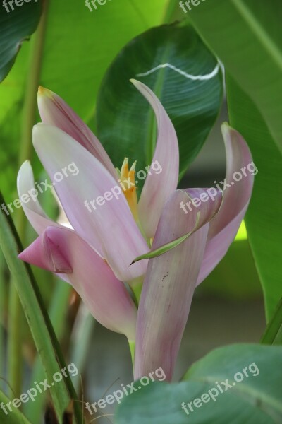 Banana Flower Plant Tropical Nature Banana Plant