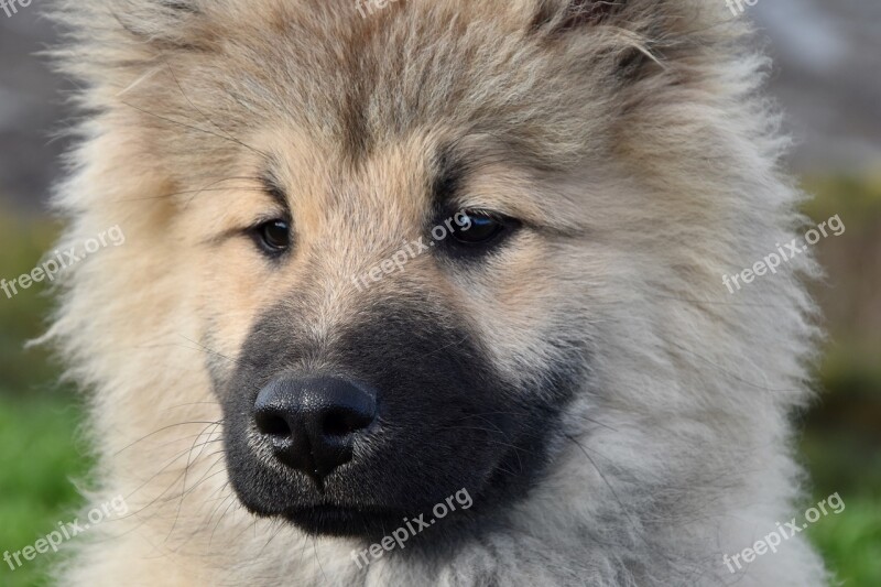 Dog Pup Portrait Of Dog Eurasier Eurasier Dog Olaf Blue