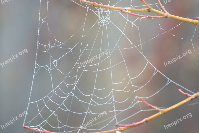 Spider Web Nature Spider Web Insect