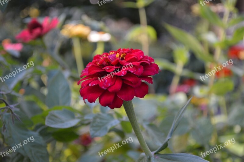 Zinnia Flower Garden Summer Flower Garden