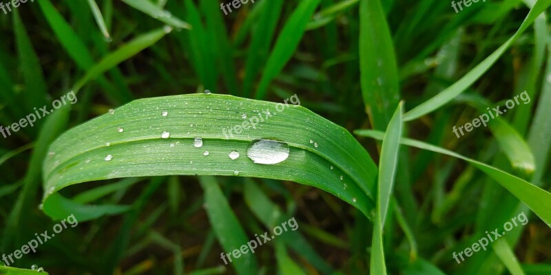 Grass Dew Green Grass Nature Green