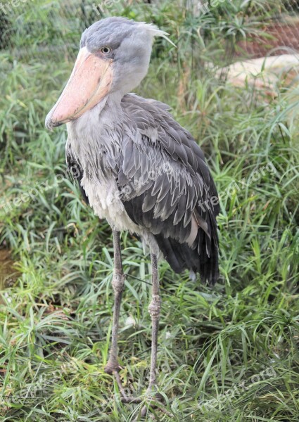 Bird Shoebill Beak African The Endangered