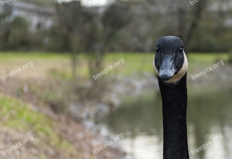 Goose Headshot Park Nature Water