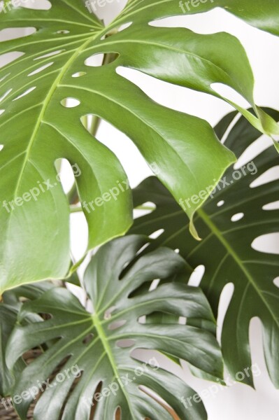 Monstera Plant Foliage The Tropical Nature