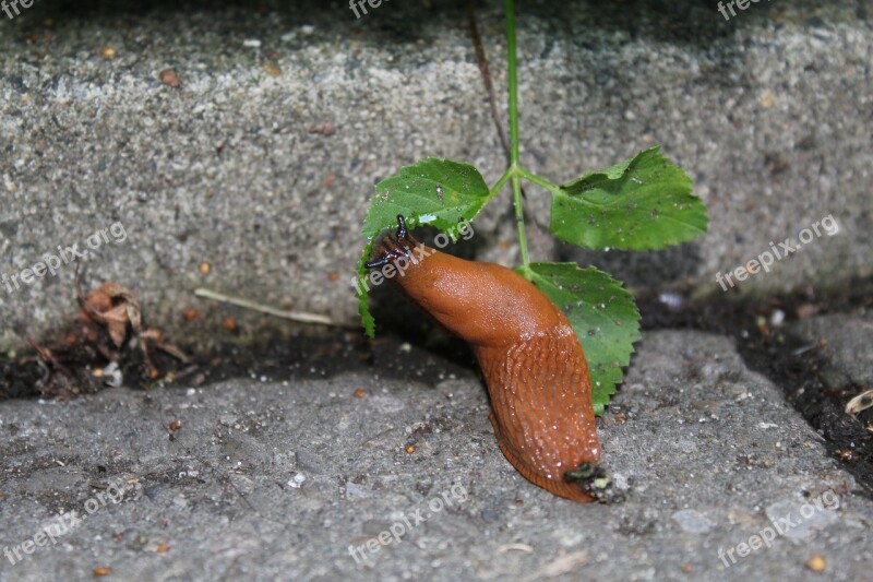 Snail Nature Mollusk Garden Slug