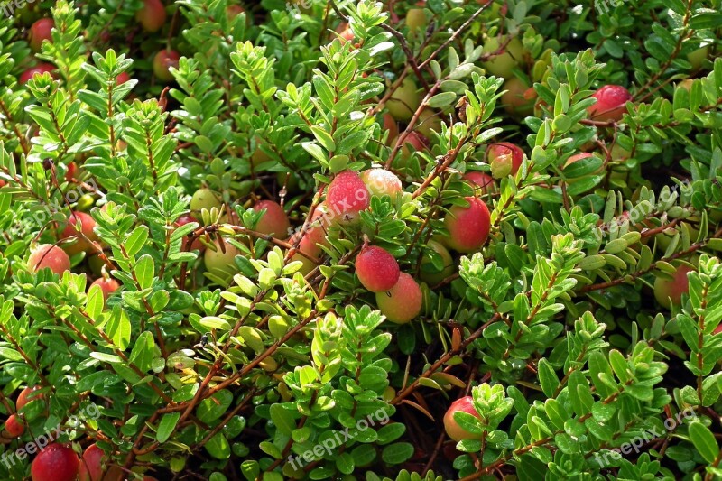 Cranberry Plants Fruit Vitamins Garden