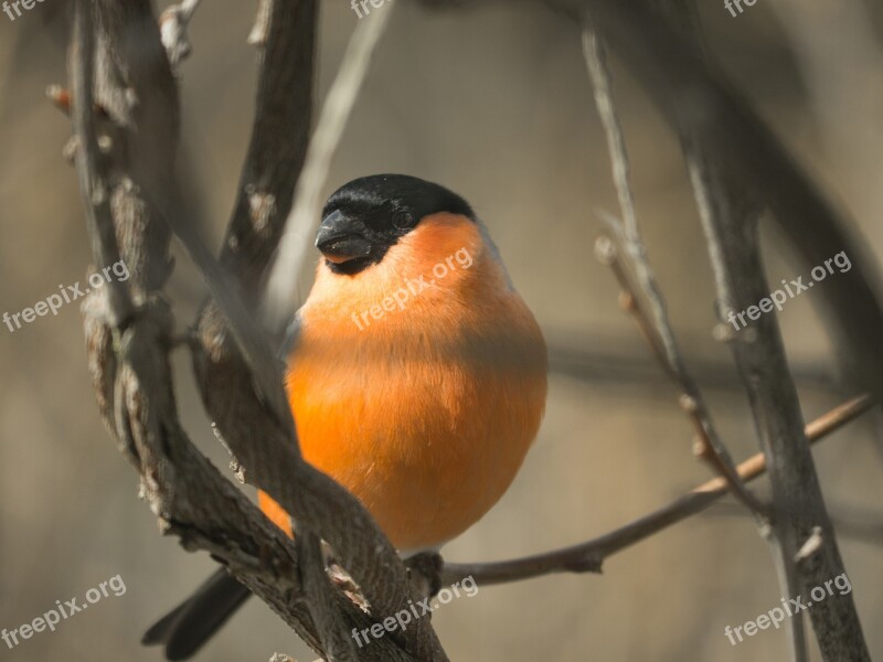 Nature Bird Animal Animal World Wing