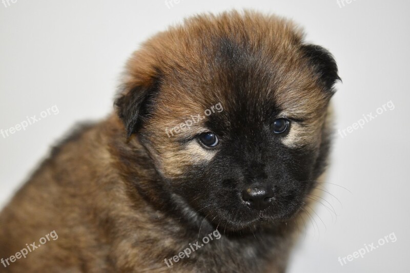 Dog Bitch Pup Puppy Dog Eurasier