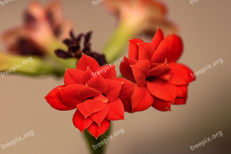 Flower Room Flower Petals Red Macro