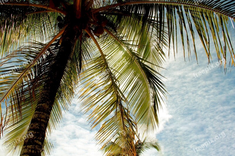 Coconut Tree Bahia Beach Free Photos