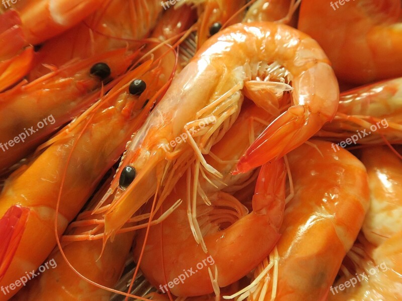 Seafood Shrimp Foodie Free Photos