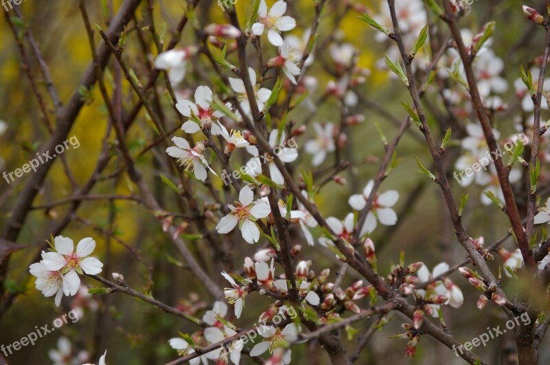 Blossom Bloom Rose Hip Flower Free Photos