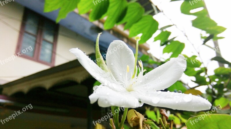 Flower White And Green Plants Nature Home