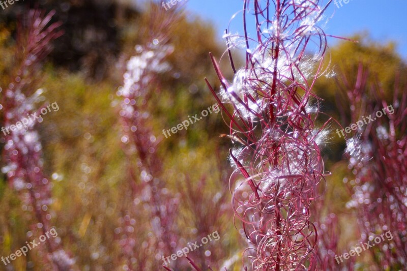 Nature Red Grass Colorado Park Outdoors