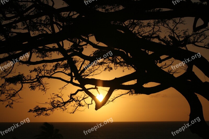 Cradle Of Life Hawaii Maui Tree Sky