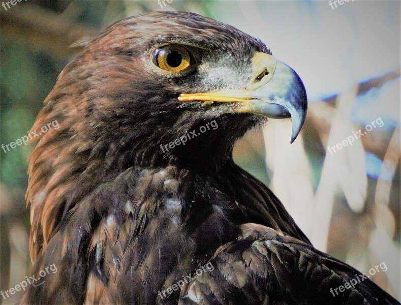 Golden Eagle Bird Wi Adler Bill