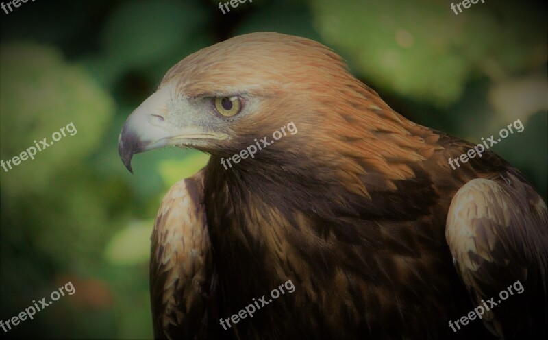 Golden Eagle Bird Wi Adler Bill