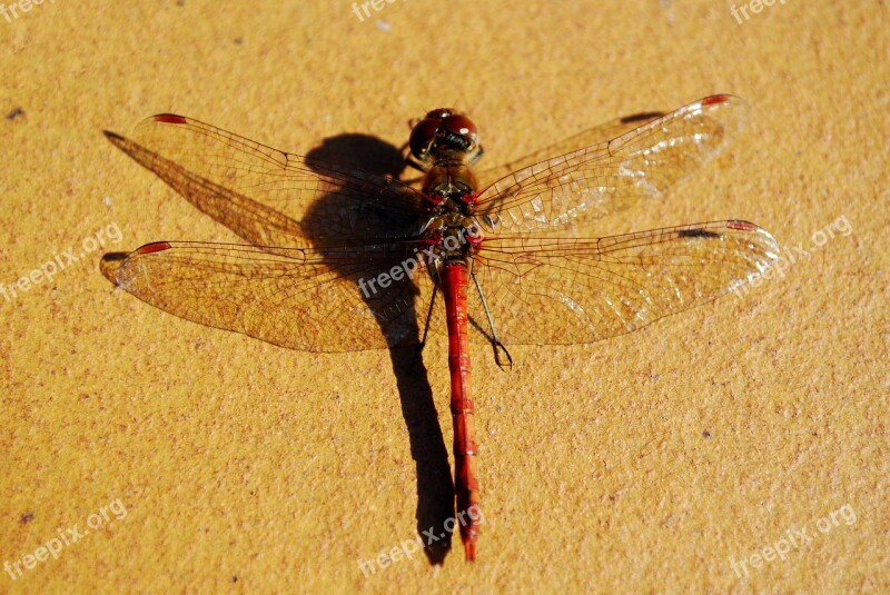 Large Dragonfly From Above Insect Wings Spread Free Photos